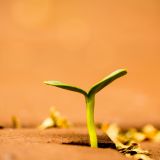 A seedling breaking through the soil